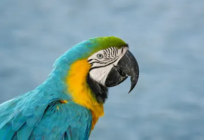 Macaw beside calm water