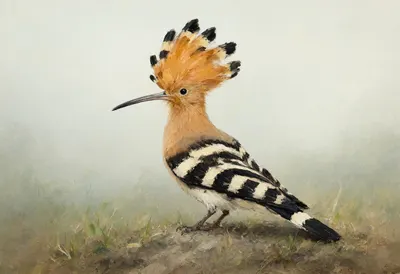 Hoopoe in gentle mist Oil Painting