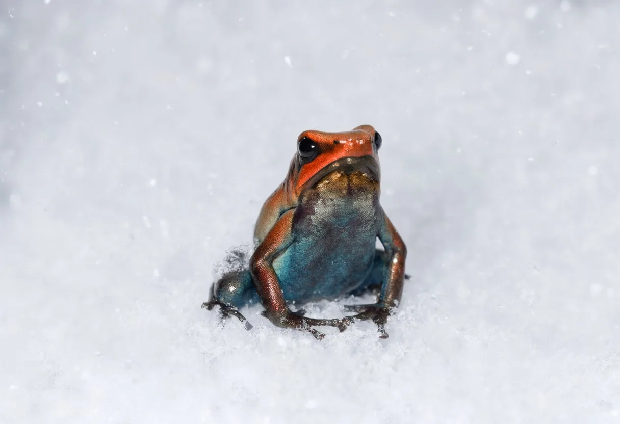 Poison Dart Frog in falling snow
