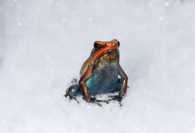 Poison Dart Frog in falling snow