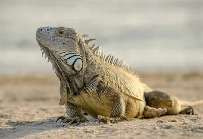 Iguana in soft morning light