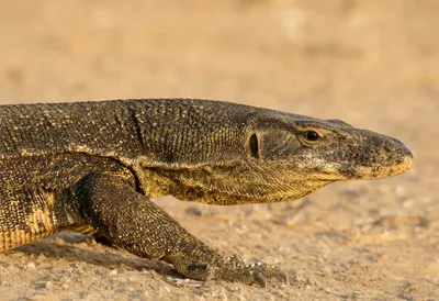 ติดตาม Lizard ในชั่วโมงทอง