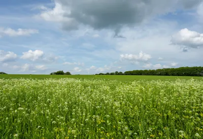 Wildflower Verge under a dramatic sky