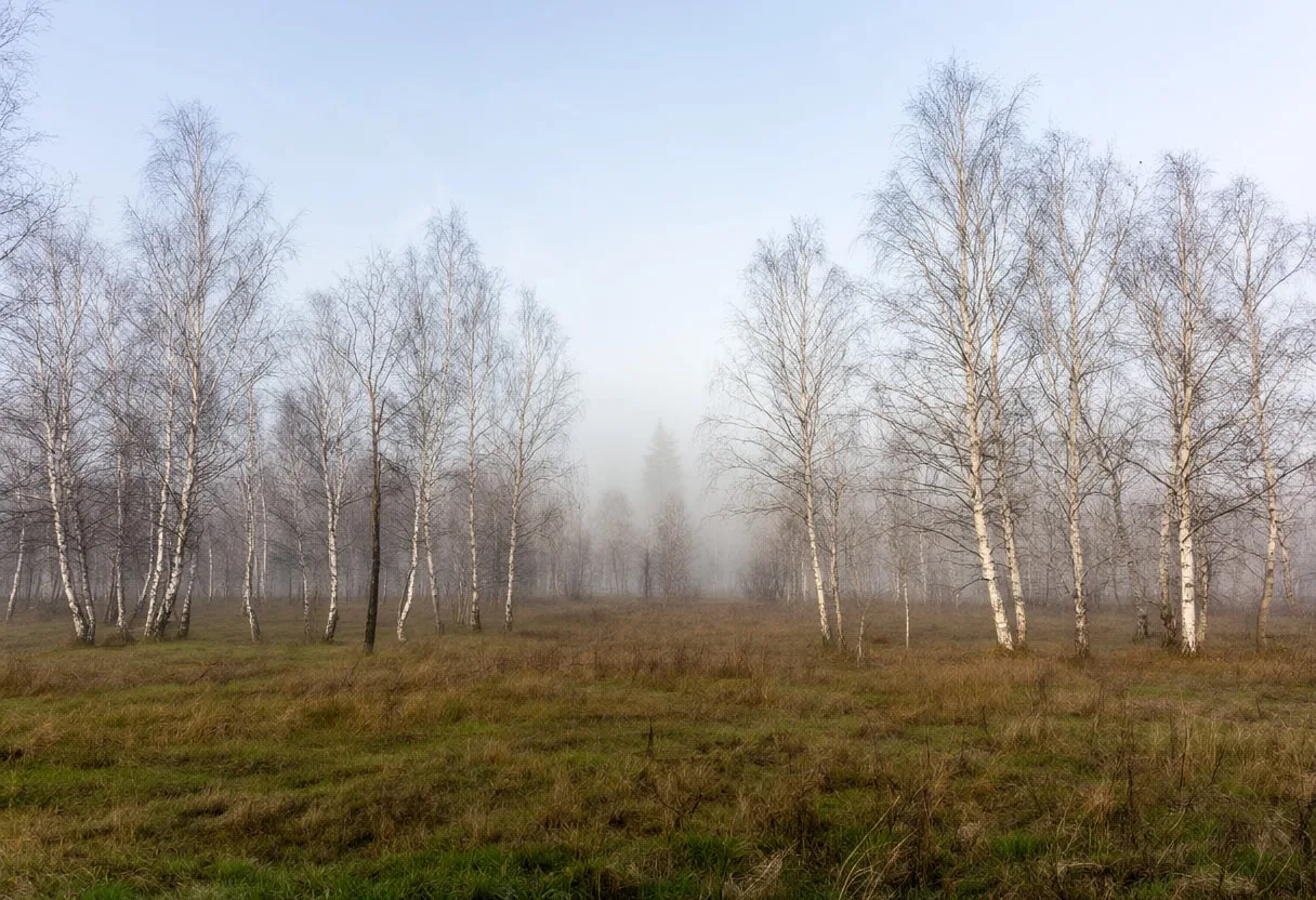 Birch Grove In Fog