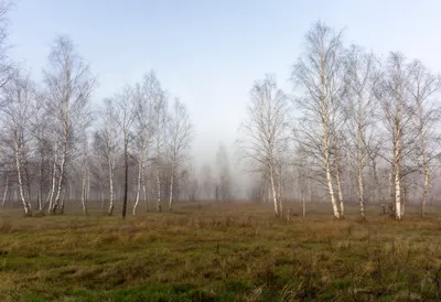 Birch Grove In Fog