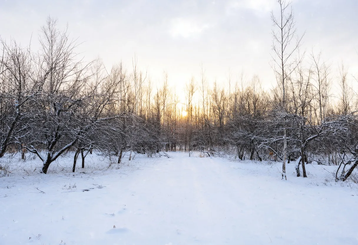 Snowfall In A Quiet Wood at golden hour