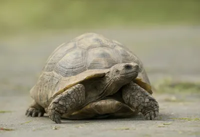Tortoise against a soft blurred background