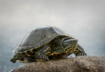 Terrapin in gentle mist