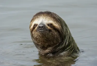 Sloth beside calm water