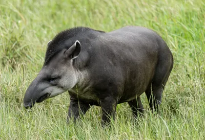 Tapir in tall grass