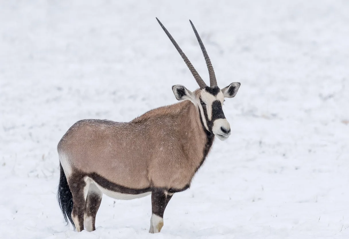 Oryx in falling snow