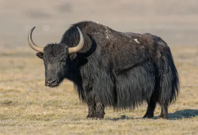 Yak in soft morning light