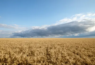 Wheat Field Under Storm Light