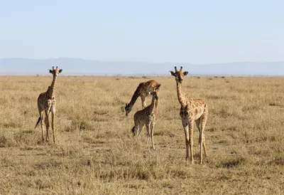 Serengeti Plains on a quiet day