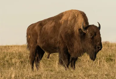 Bison at golden hour
