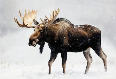 Moose in falling snow Oil Painting