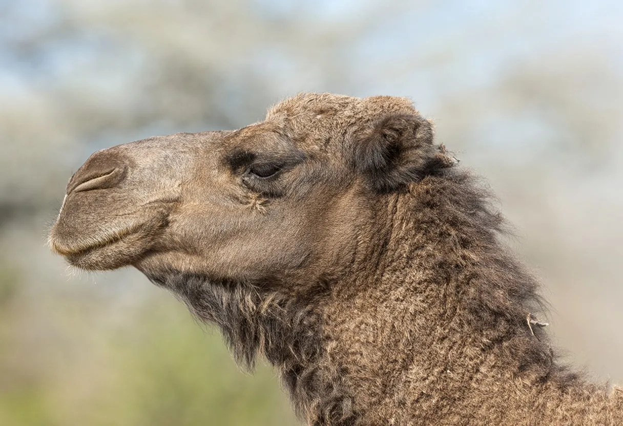 Camel against a soft blurred background