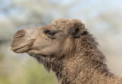 Camel against a soft blurred background