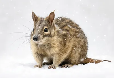 Numbat in falling snow Digital Illustration