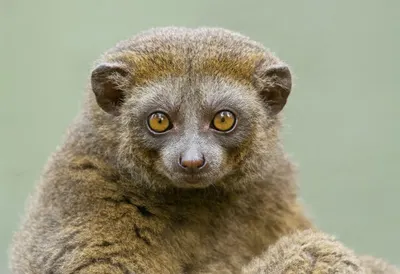 Loris close-up portrait