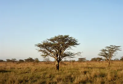 Savanna Acacia At Dusk