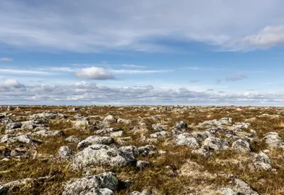 Tundra With Lichen Stones under a dramatic sky
