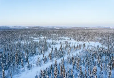Boreal Forest From Above in winter