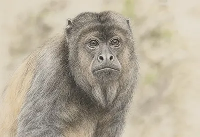 Howler Monkey against a soft blurred background Pencil Sketch