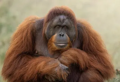 Orangutan in soft morning light
