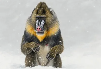 Mandrill in falling snow Oil Painting