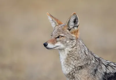 Jackal against a soft blurred background