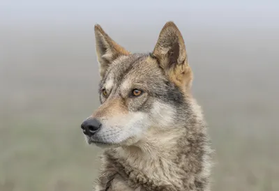 Dingo in gentle mist