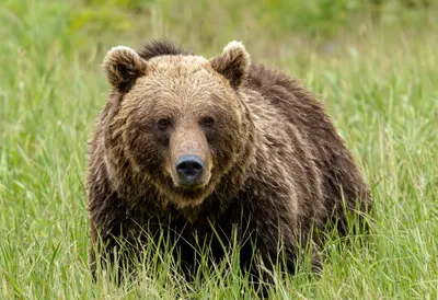 Bear in tall grass