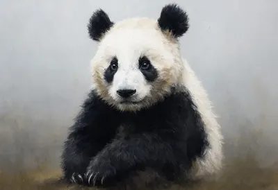 Panda in gentle mist Oil Painting