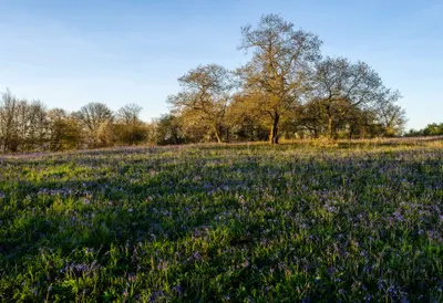 Spring Woodland With Bluebells at golden hour