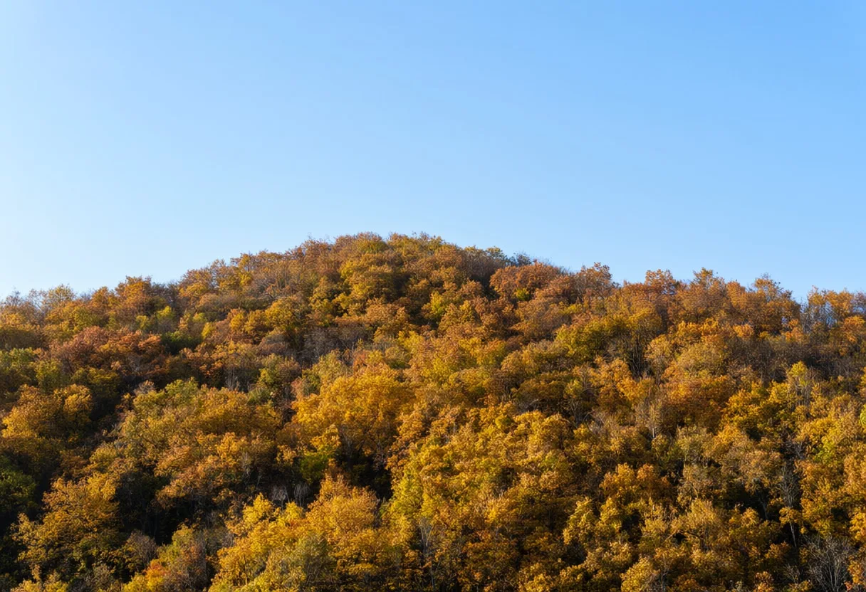 Autumn Maple Hillside