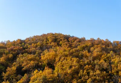 Autumn Maple Hillside