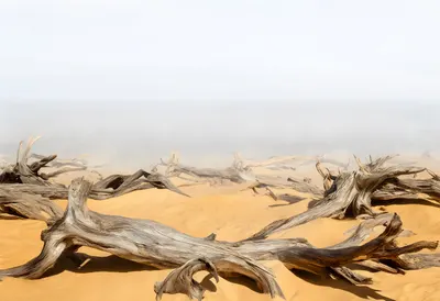 Driftwood On Sand in soft mist Digital Illustration