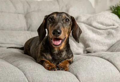 Dachshund on a linen sofa