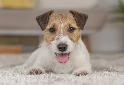 Jack Russell Terrier on a soft rug