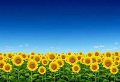 Sunflower Field Horizon under a starry sky Digital Illustration