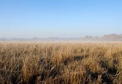 Reed Bed With Morning Fog