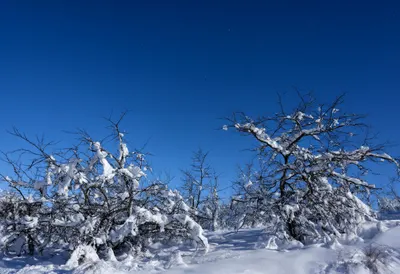 Snow On Dark Branches under a starry sky
