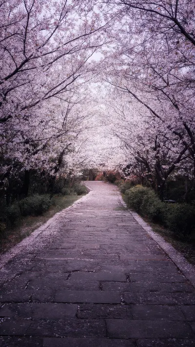 Cherry Blossom Path With Soft Petals with subtle grain