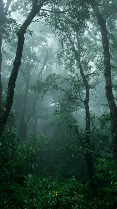 Rain-Soaked Forest With Soft Fog