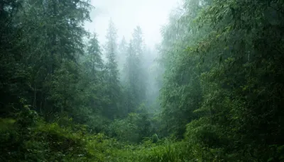 Rain-Soaked Forest With Soft Fog