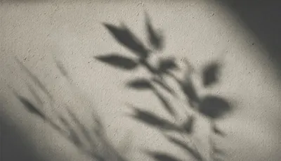 Leaf Shadows On A Plaster Wall with subtle grain
