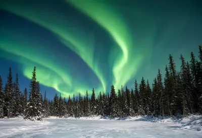 Aurora over Snowy Pines