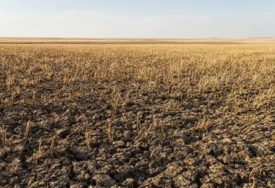 Drought Stricken Fields
