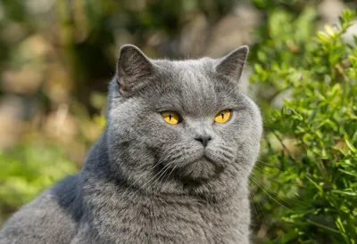Grey British Shorthair in a sunny garden